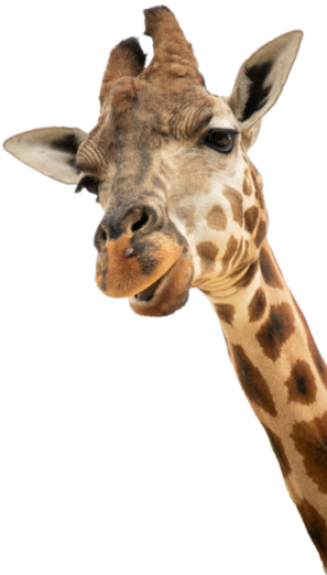 giraffe